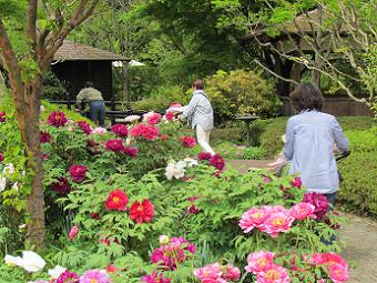 150430遊歩公園牡丹